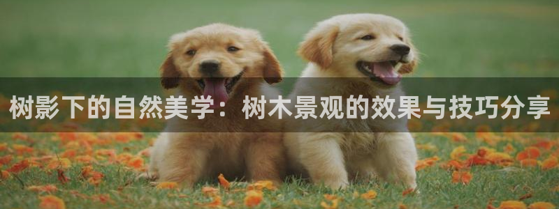 天顺娱乐叛46 99踪：树影下的自然美学：树木景观的效果与技巧分享