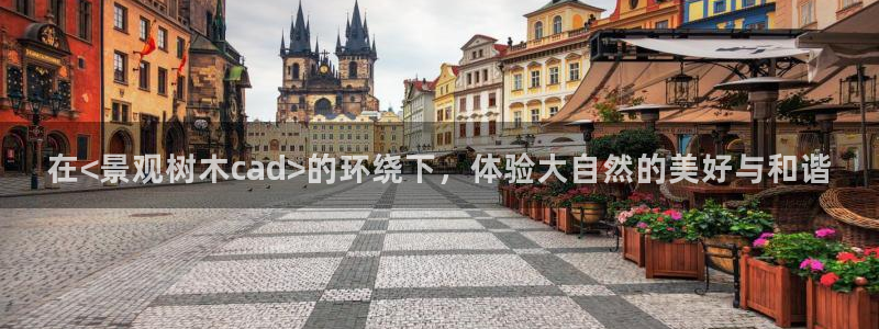 天顺娱乐负责人二优佳p29999