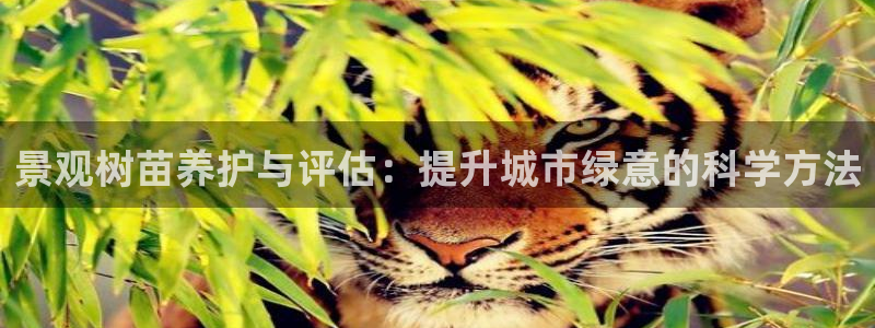 天顺娱乐02找32OO59：景观树苗养护与评估：提升城市绿意的科学方法